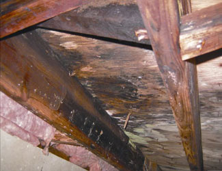 mold and rot in a Victoria crawl space